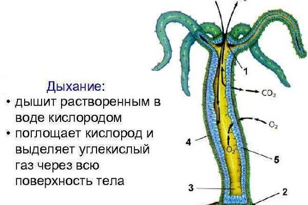 Что такое кракен 2024 маркетплейс